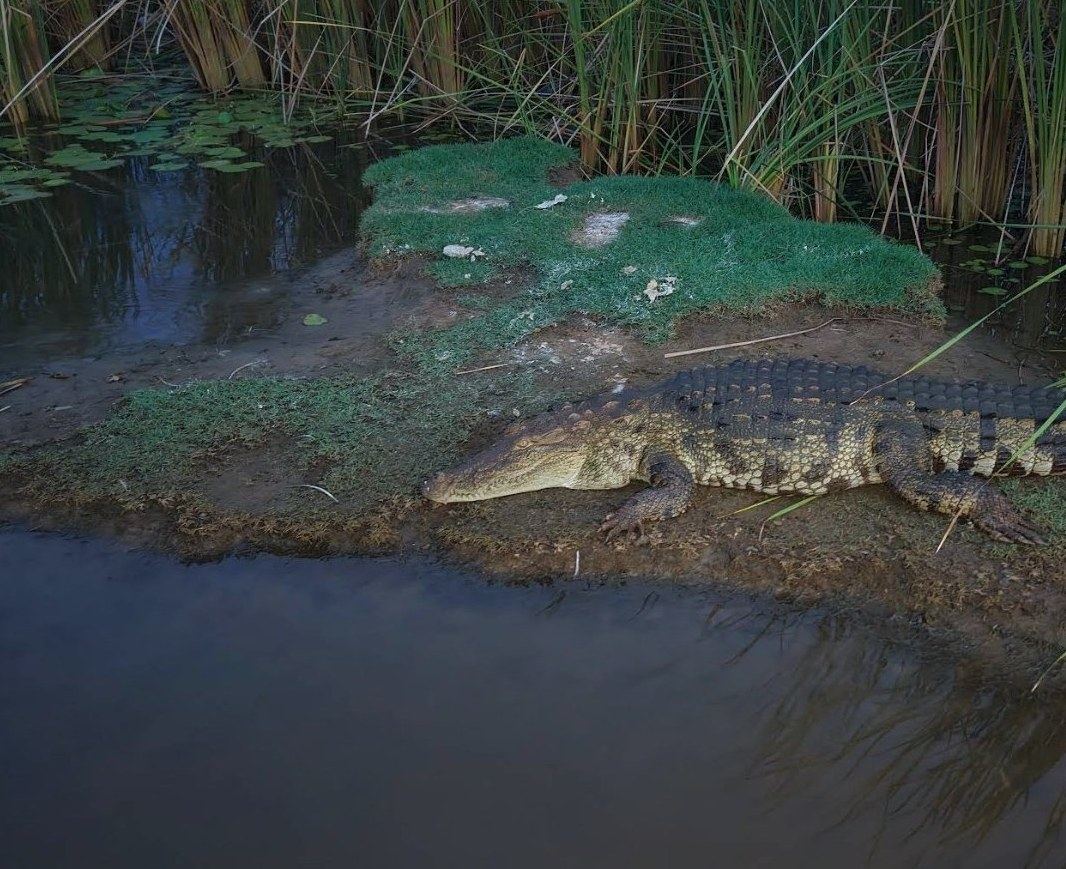 Crocodile in the mangroves